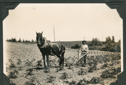Photo of a man with a horse ploughing a field (ddr-densho-483-263)