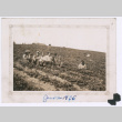Group photo in berry field (ddr-densho-483-975)