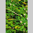 Water flowers (ddr-densho-336-1932)