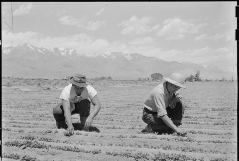 Japanese Americans working in field (ddr-densho-151-445)