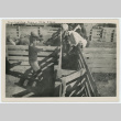 Vaccinating hogs at Gila River (ddr-densho-37-2160)