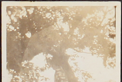 Woman standing beside tree [?] (ddr-densho-278-139)