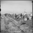 Japanese Americans harvesting potatoes (ddr-densho-37-88)