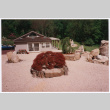 Pool house with landscaping (ddr-densho-377-2634)