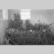 Plant exhibit in camp (ddr-fom-1-116)