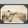 Photo of a horse and farmer tilling a field (ddr-densho-483-214)