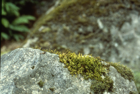 Rocks in the Garden (ddr-densho-354-916)