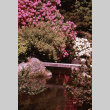 Bushes in bloom around the Zig Zag Bridge, 4th pond (ddr-densho-354-1033)