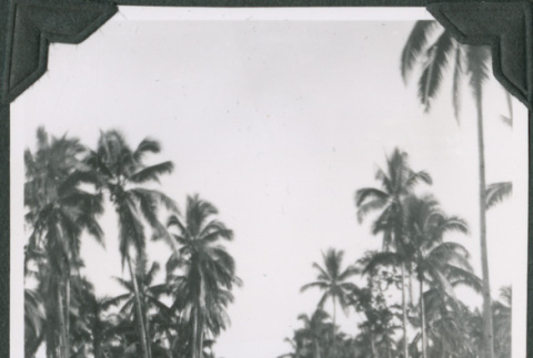 Road through palm trees (ddr-ajah-2-652)