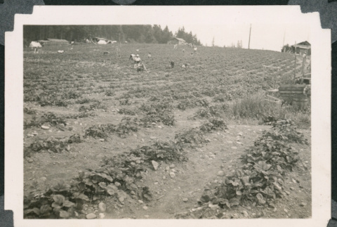 Photo of strawberry field during harvest (ddr-densho-483-347)