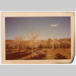 Field of trees (ddr-densho-377-2181)