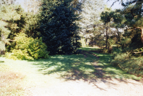 Trees and path (ddr-densho-354-801)