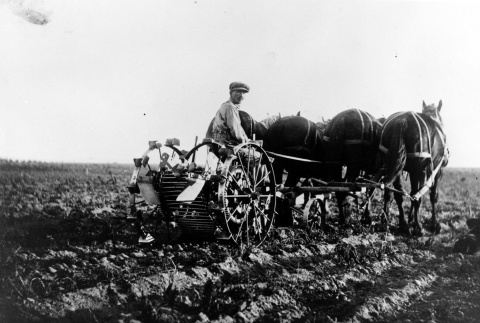 Man digging potatoes (ddr-densho-153-4)