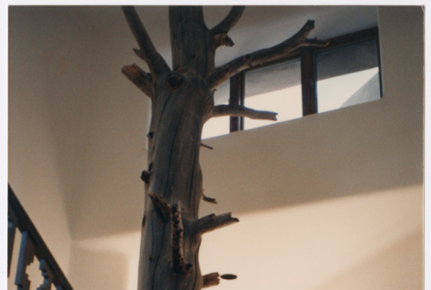 tree inside house (ddr-densho-377-1693)