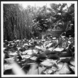 Lily pond (ddr-densho-363-174)
