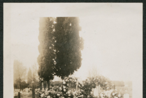 floral wreaths (ddr-densho-378-298)