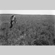 Man inspecting crops in a field (ddr-fom-1-28)