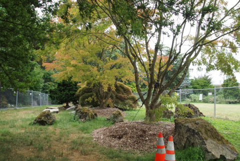 8 trees and 18 stones moved from Kubota landscape at University Services building in December 2018,  Seattle University (ddr-densho-354-2768)