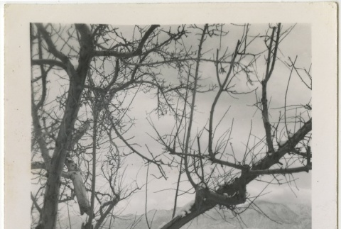 Tree covered with snow (ddr-manz-7-16)