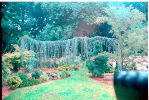 Pine branch (ddr-densho-377-2425)