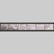 Negative film strip for Farewell to Manzanar scene stills (ddr-densho-317-60)