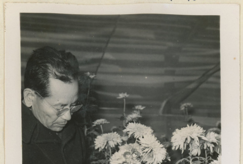 Mr. Nakata and his chrysanthemums (ddr-densho-37-1190)