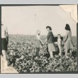 People in a field of crops (ddr-densho-328-32)