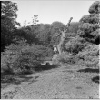 Eyeglass bridge, lantern, willow tree trunk (ddr-densho-354-1954)