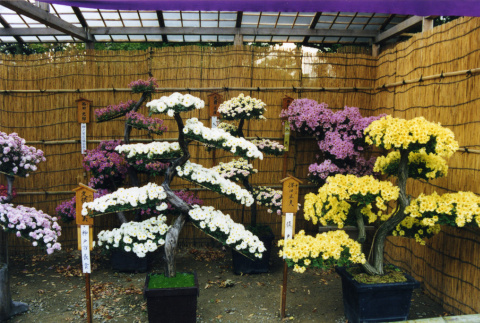 Chrysanthemum displays, Kubota Garden Foundation (ddr-densho-354-1728)
