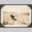 Photo of a horse and a boy working in a field (ddr-densho-483-161)