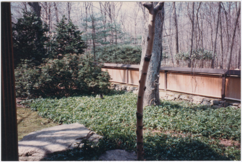 View of trees and ground cover at the Kaye project (ddr-densho-377-65)
