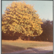 Tree with yellow leaves (ddr-densho-523-615)