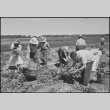 Japanese Americans harvesting spinach (ddr-densho-37-779)