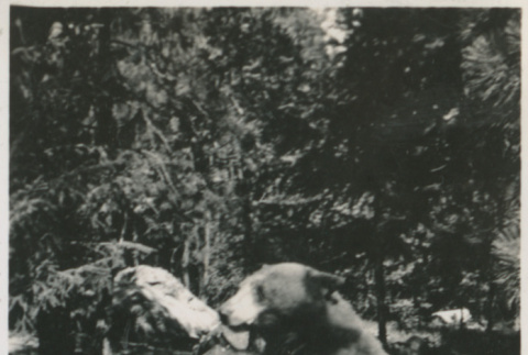 Photograph: Bear on trail sign (ddr-densho-357-142-mezzanine-1eeaee4249)
