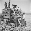 Japanese American workers loading scrap lumber (ddr-densho-37-555)