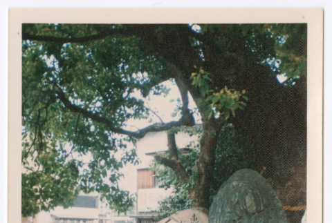 Mitsuye Yabe and Friends Sitting on Stone Bench (ddr-ohs-1-214)