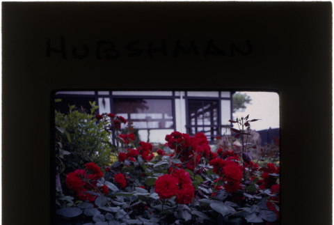 Rose bushes at the Hubshman project (ddr-densho-377-698)