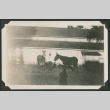 pair of mules and a man (ddr-densho-378-677)