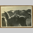 Llamas (ddr-csujad-33-181)