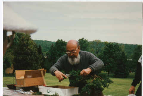 Kaneji Domoto's bonsai demonstration (ddr-densho-377-3017)