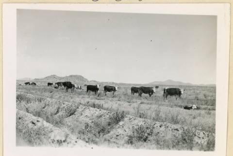 Cows and their calves in a field (ddr-densho-37-1629)