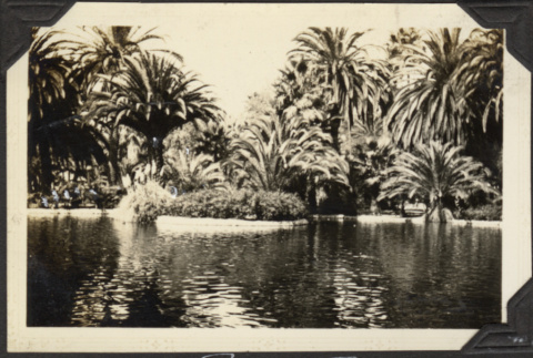 Palm Trees and lake (ddr-densho-326-505)
