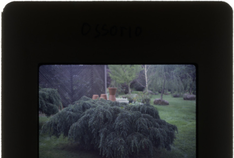 Plants at the Ossorio project (ddr-densho-377-509)