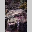Stones on Mountainside (ddr-densho-354-1006)