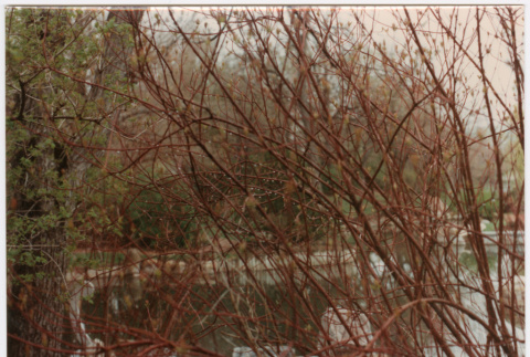 Bush with water droplets (ddr-densho-377-2127)