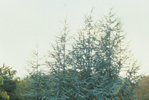 Row of Blue Atlas Cedars above Stone Garden, looking Southwest (ddr-densho-354-2621)