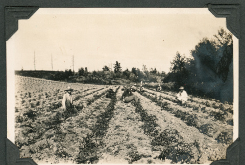 Photo of a tomato field (ddr-densho-483-178)