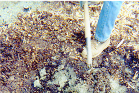 Beginning planting (ddr-densho-354-1752)