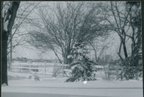 Yard in snow, black and white (ddr-densho-523-322)