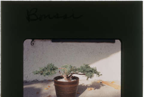 Bonsai (ddr-densho-377-1068)